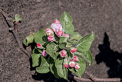 ������ �������� (Malus domestica)