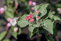 ������ �������� (Malus domestica)