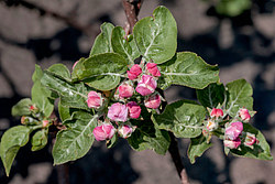 ������ �������� (Malus domestica)