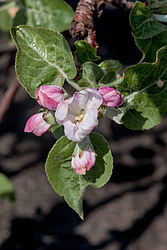 ������ �������� (Malus domestica)