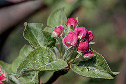������ �������� (Malus domestica)