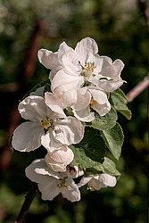 ������ �������� (Malus domestica)