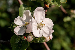������ �������� (Malus domestica)