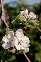 ������ �������� (Malus domestica)