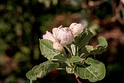 ������ �������� (Malus domestica)