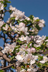 ������ �������� (Malus domestica)