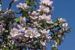 ������ �������� (Malus domestica)