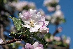 ������ �������� (Malus domestica)