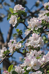 ������ �������� (Malus domestica)