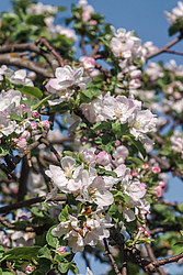 ������ �������� (Malus domestica)