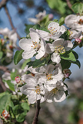 ������ �������� (Malus domestica)