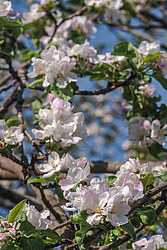 ������ �������� (Malus domestica)