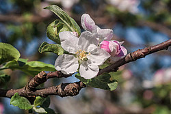 ������ �������� (Malus domestica)