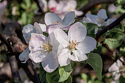 ������ �������� (Malus domestica)