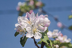 ������ �������� (Malus domestica)