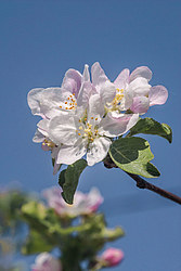 ������ �������� (Malus domestica)