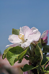 ������ �������� (Malus domestica)