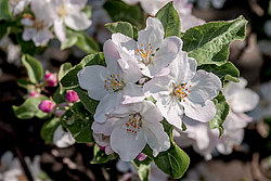 ������ �������� (Malus domestica)