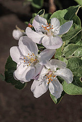 ������ �������� (Malus domestica)