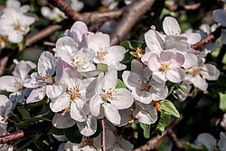 ������ �������� (Malus domestica)