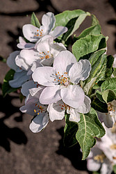 ������ �������� (Malus domestica)