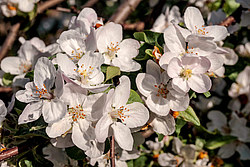 ������ �������� (Malus domestica)