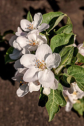 ������ �������� (Malus domestica)