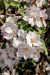 ������ �������� (Malus domestica)