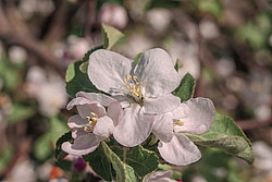 ������ �������� (Malus domestica)