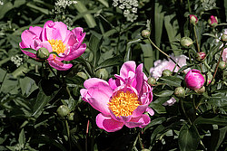 ���� (Paeonia sp.)