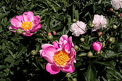 ���� (Paeonia sp.)