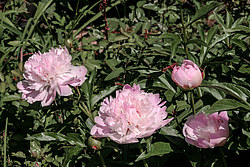 ���� (Paeonia sp.)