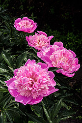 ���� (Paeonia sp.)