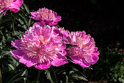 ���� (Paeonia sp.)