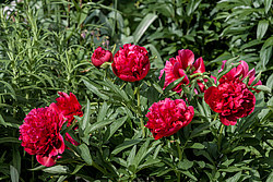 ���� (Paeonia sp.)