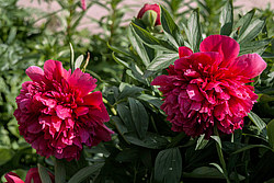 ���� (Paeonia sp.)