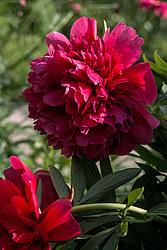 ���� (Paeonia sp.)