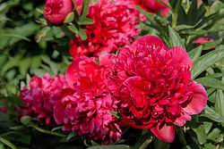 ���� (Paeonia sp.)