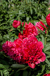 ���� (Paeonia sp.)