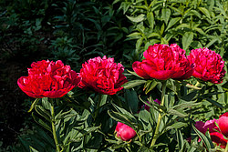 ���� (Paeonia sp.)