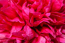 ���� (Paeonia sp.)