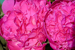 ���� (Paeonia sp.)