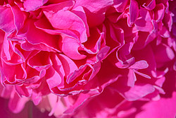 ���� (Paeonia sp.)