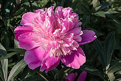 ���� (Paeonia sp.)