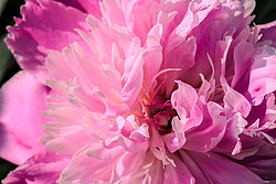 ���� (Paeonia sp.)