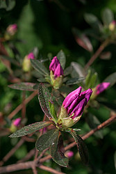 ������ ������, ���� ��� ����� (Rhododendron 'Malvaticum' x Rhododendron kaempferi)