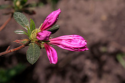 ������ ������, ���� ��� ����� (Rhododendron 'Malvaticum' x Rhododendron kaempferi)