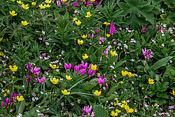 ���������� ������������ (Dodecatheon pulchellum)
