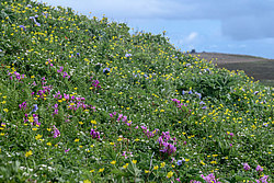 ���������� ������������ (Dodecatheon pulchellum)