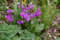 ���������� ������������ (Dodecatheon pulchellum)